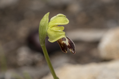 Ophrys sitiaca