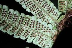 Dryopteris wallichiana