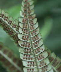 Dryopteris wallichiana