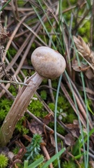Tulostoma kotlabae