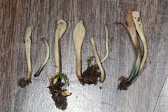 Microglossum olivaceum