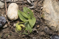 Ophrys sitiaca