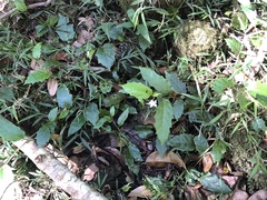 Solanum acanthodapis