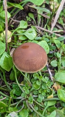 Psathyrella obtusata