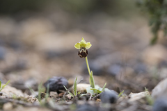 Ophrys sitiaca