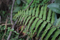 Dryopteris wallichiana
