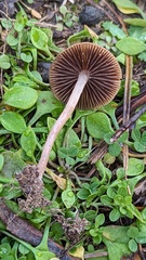 Psathyrella obtusata