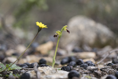 Ophrys sitiaca