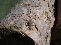 Acanthocinus aedilis