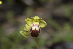 Ophrys sitiaca