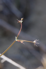 Acanthoscyphus parishii cienegensis