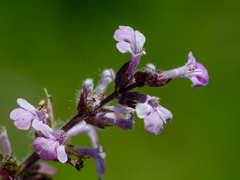 Nepeta nuda