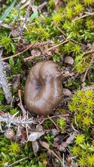 Omphalina galericolor