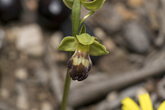 Ophrys sitiaca