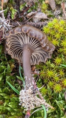 Omphalina galericolor