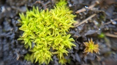 Tortella flavovirens