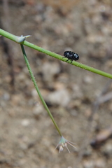 Acanthoscyphus parishii cienegensis