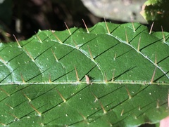 Solanum acanthodapis