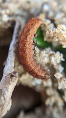 Noctua fimbriata