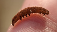 Noctua fimbriata