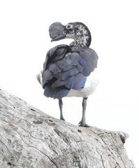 Sarkidiornis melanotos