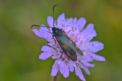 Zygaena lonicerae