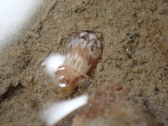 Scolanthus callimorphus