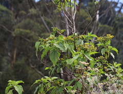 Smallanthus pyramidalis