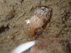 Scolanthus callimorphus