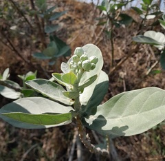 Calotropis