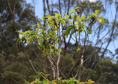 Smallanthus pyramidalis