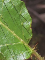 Solanum acanthodapis
