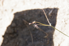 Acanthoscyphus parishii cienegensis