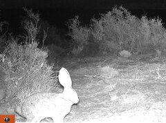 Bunolagus monticularis