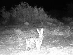 Bunolagus monticularis