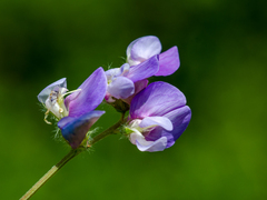 Vicia sepium