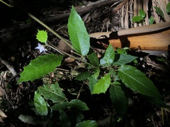 Solanum acanthodapis