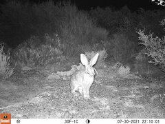 Bunolagus monticularis