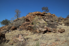 Steganotaenia araliacea