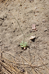 Acanthoscyphus parishii cienegensis