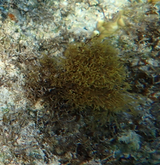 Amphiroa fragilissima
