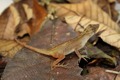 Anolis schiedii