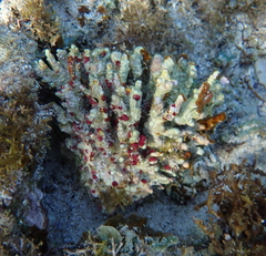 Homotrema rubrum