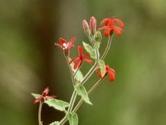 Oxypetalum coccineum