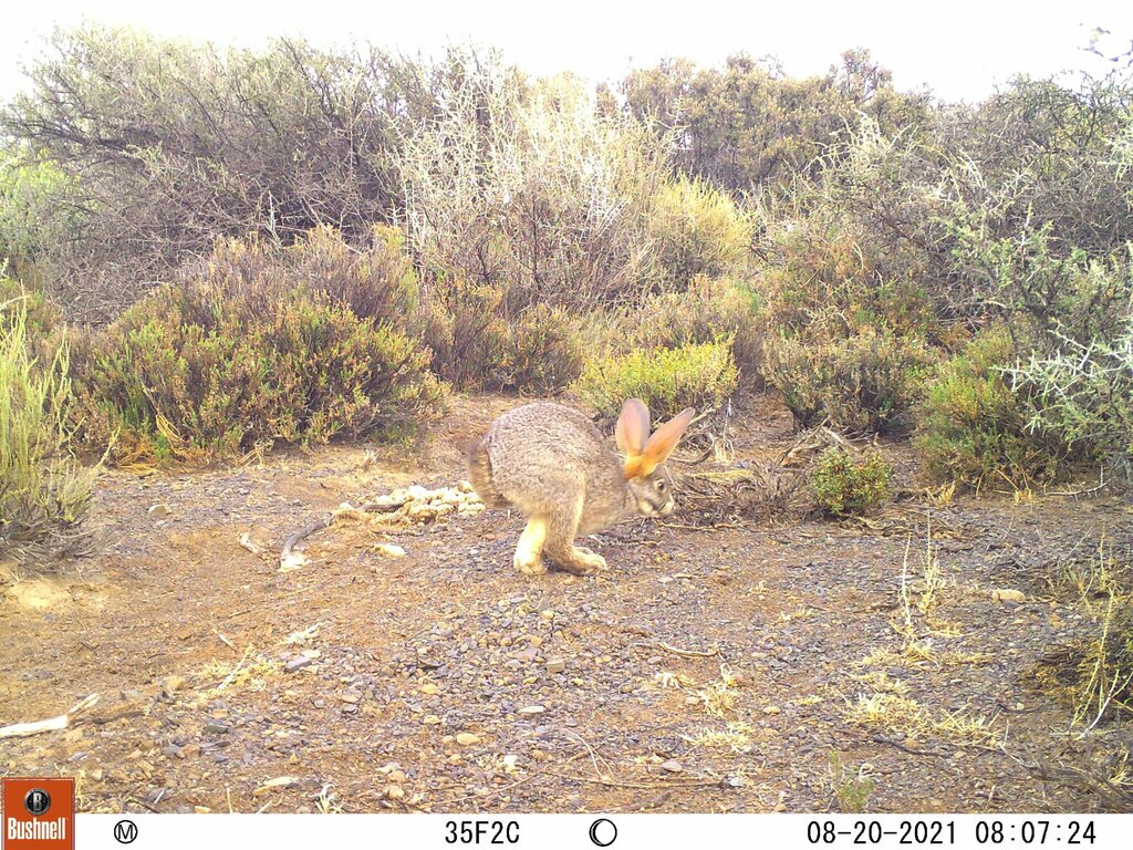 Riverine Rabbit from Namakwa District Municipality, South Africa on ...