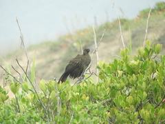 Ortalis squamata