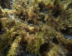 Amphiroa fragilissima