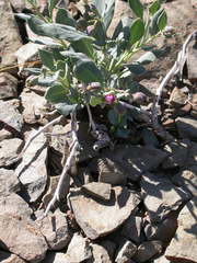 Corbichonia decumbens
