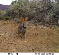 Bunolagus monticularis