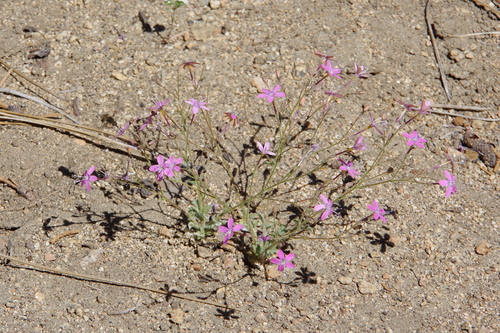 Gilia leptantha ssp. leptantha